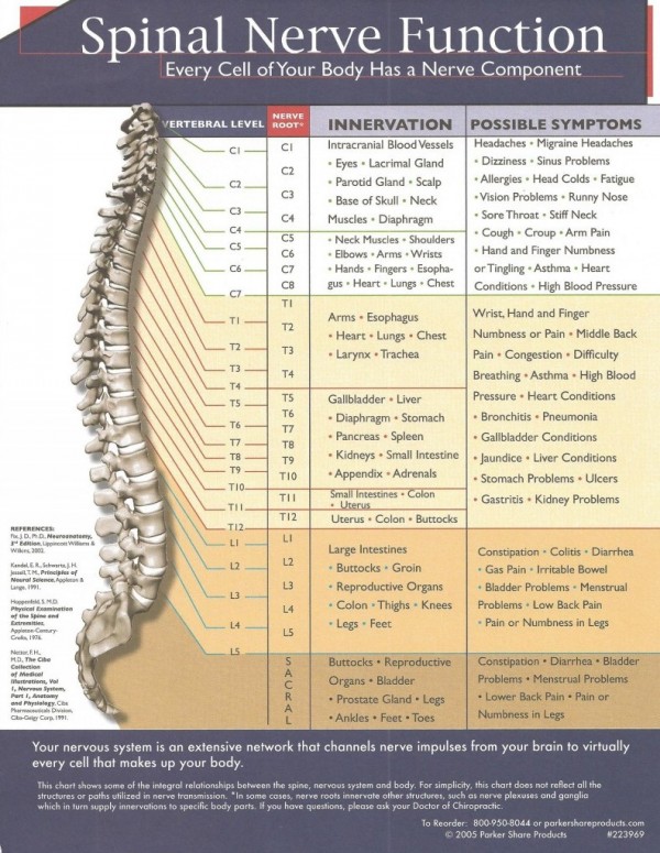 Spinal Nerve Function - Thompson Family Chiropractic