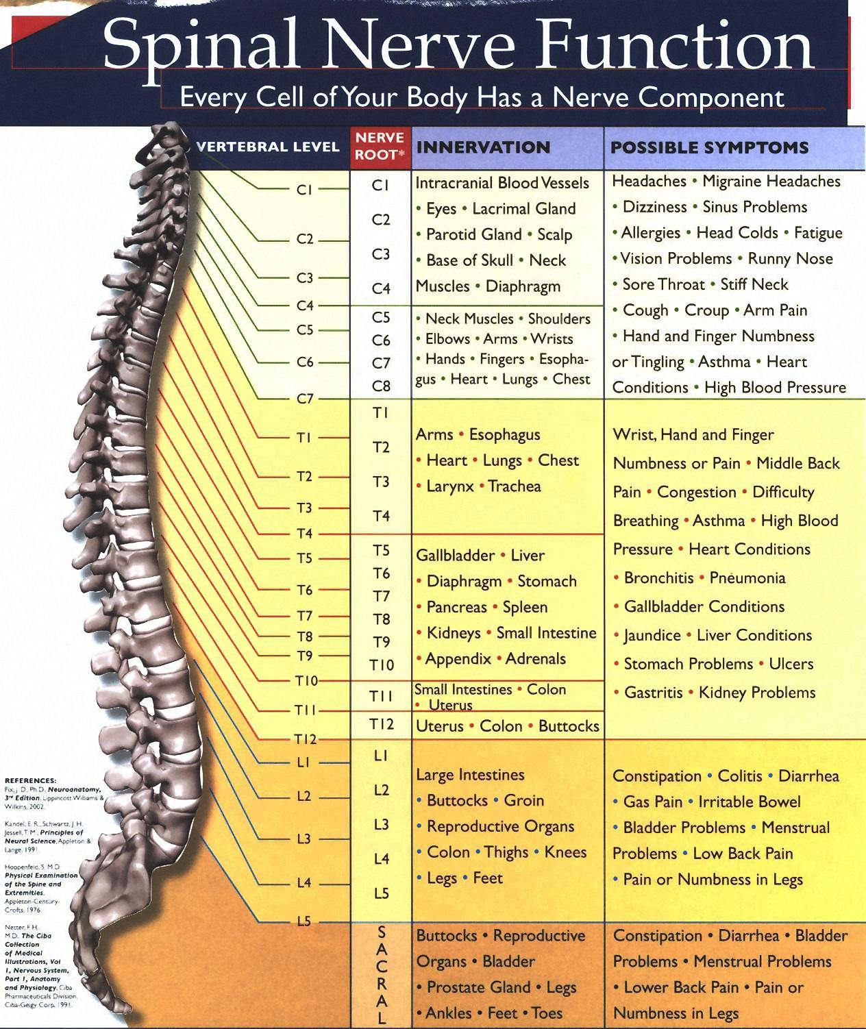 Spinal Nerve Chart2