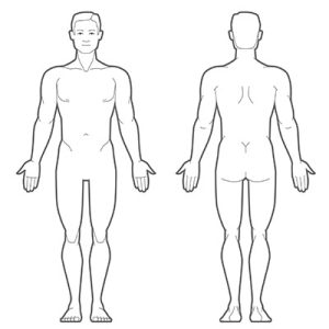 Human body, front and back